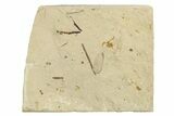 Fossil Beetle (Coleoptera) Elytron - Bois d’Asson, France #254218-1